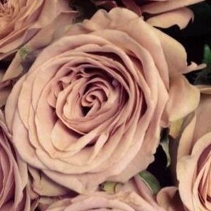 Meet your Posher, Carol